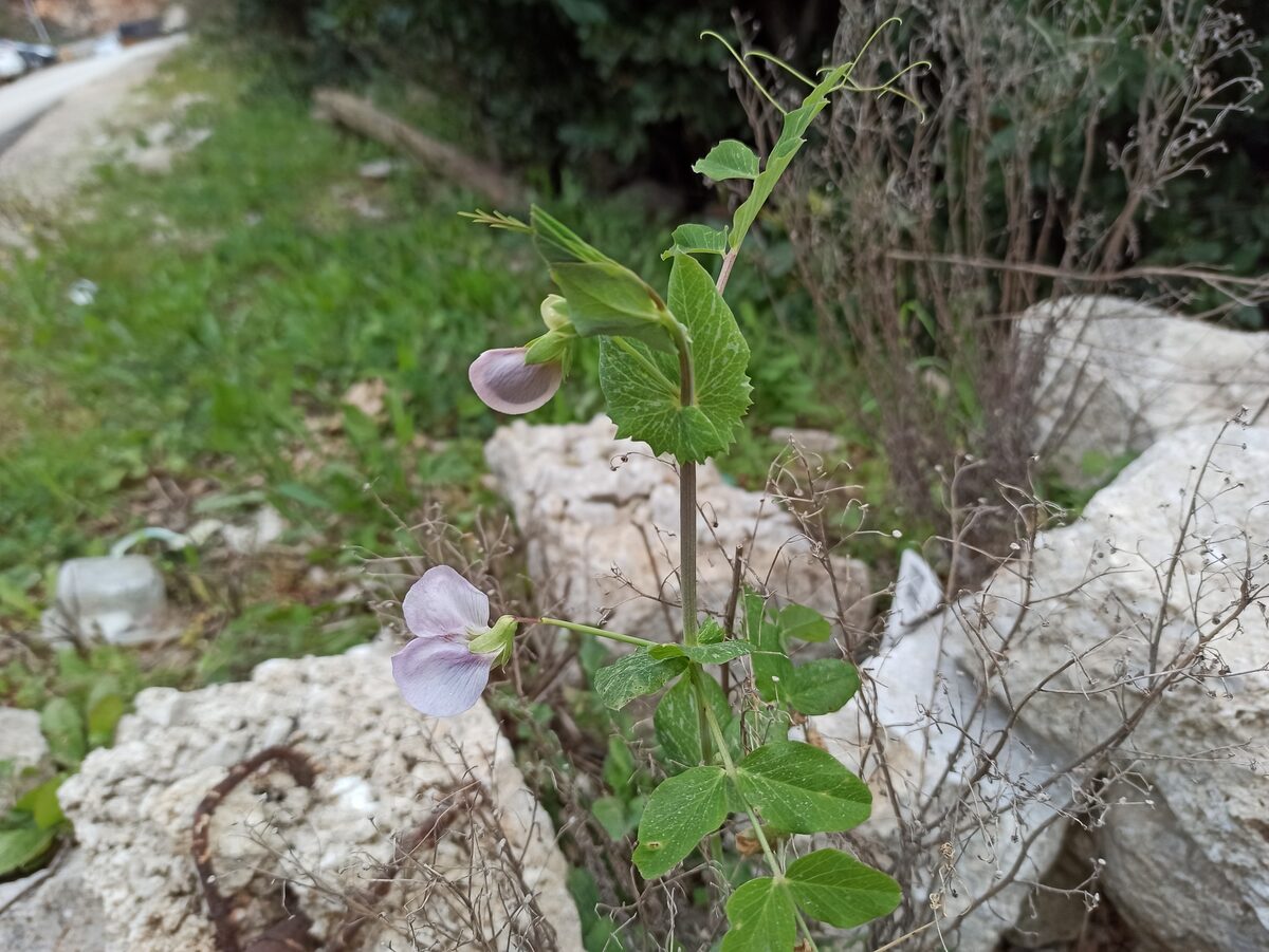Pisum sativum elatius - (Steven. ex M.Bieb.)Asch.&Graebn. (Wild Pea) — photo