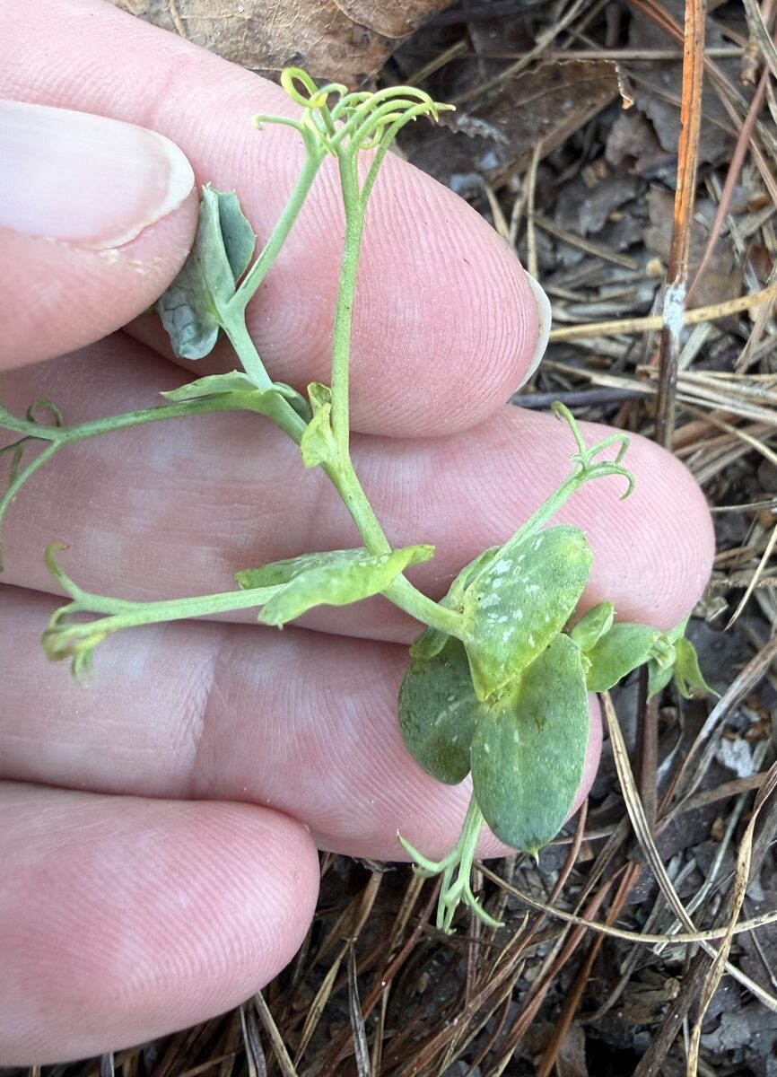 Pisum sativum (Pea) — photo