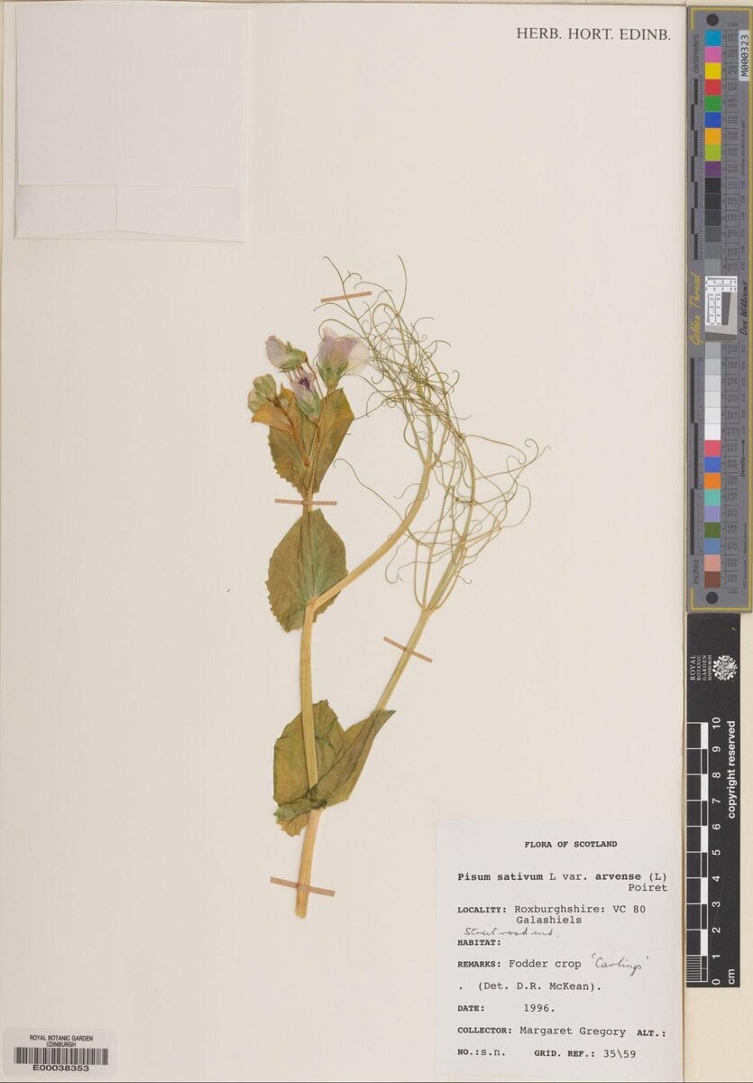 Pisum sativum var. arvense (Field Pea) — photo