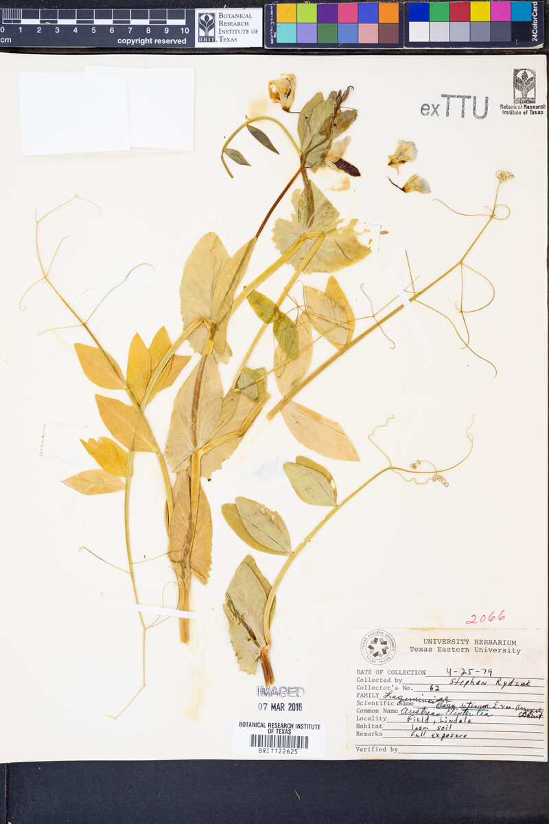 Pisum sativum var. arvense (Field Pea) — photo