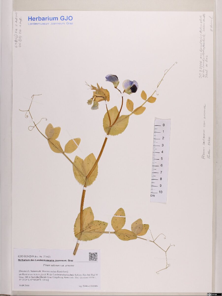 Pisum sativum var. arvense