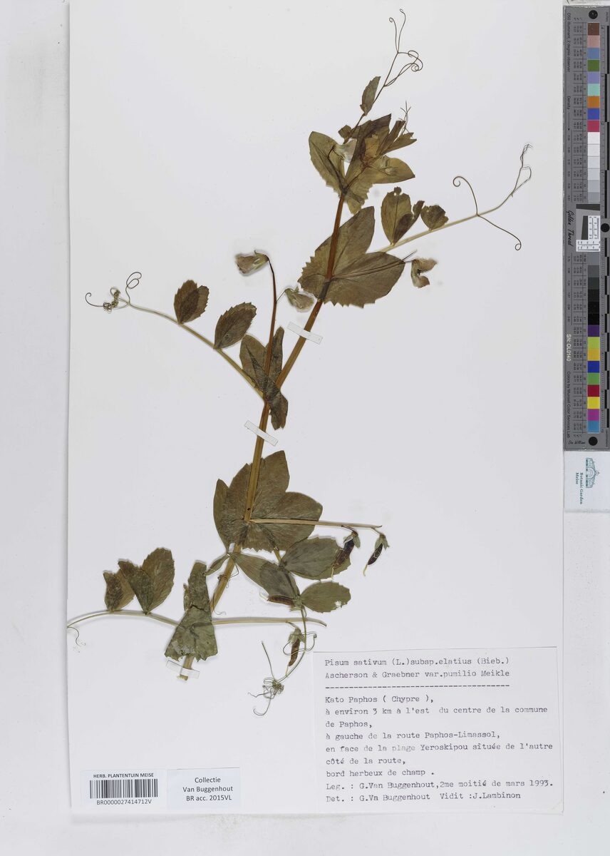 Pisum sativum var. elatius (Purple podded pea) — photo