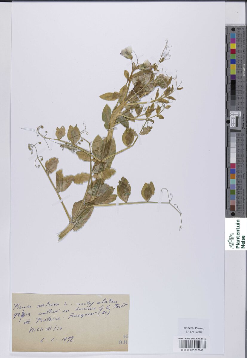 Pisum sativum var. elatius (Purple podded pea) — photo