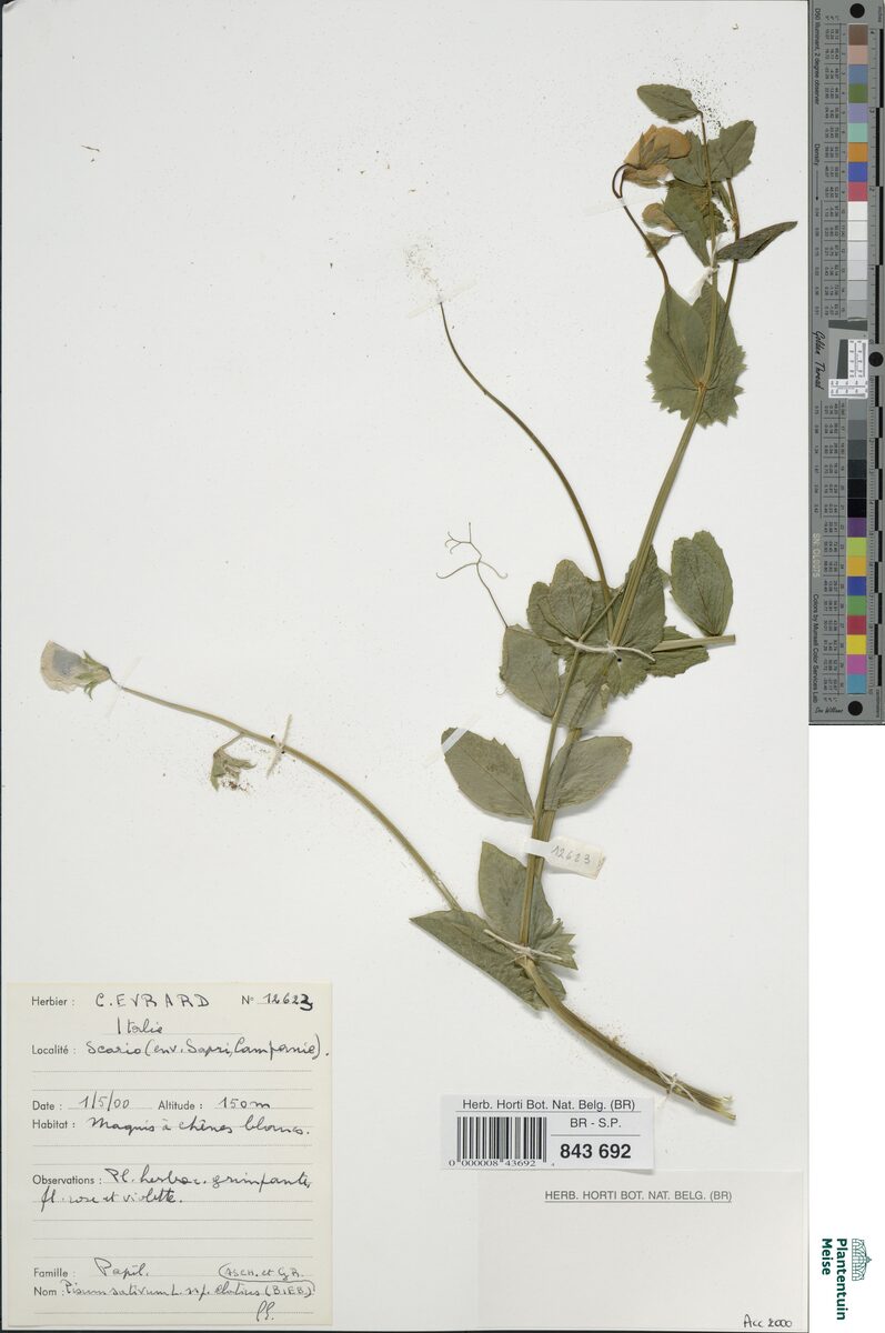 Pisum sativum var. elatius