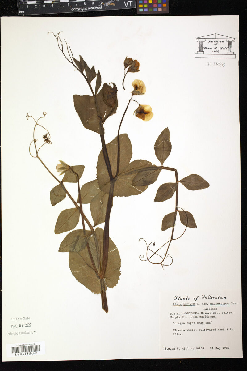 Pisum sativum var. macrocarpon (Sugar snap peas) — photo