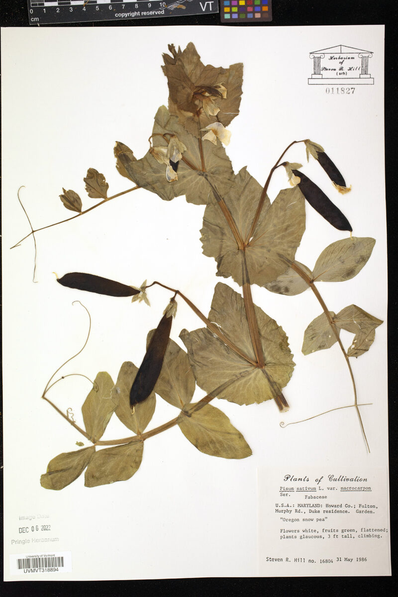 Pisum sativum var. macrocarpon (Sugar snap peas) — photo
