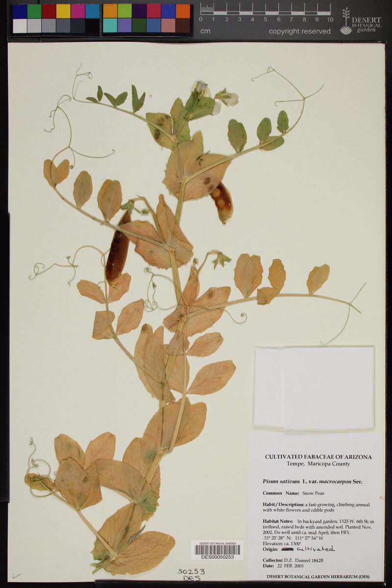 Pisum sativum var. macrocarpon