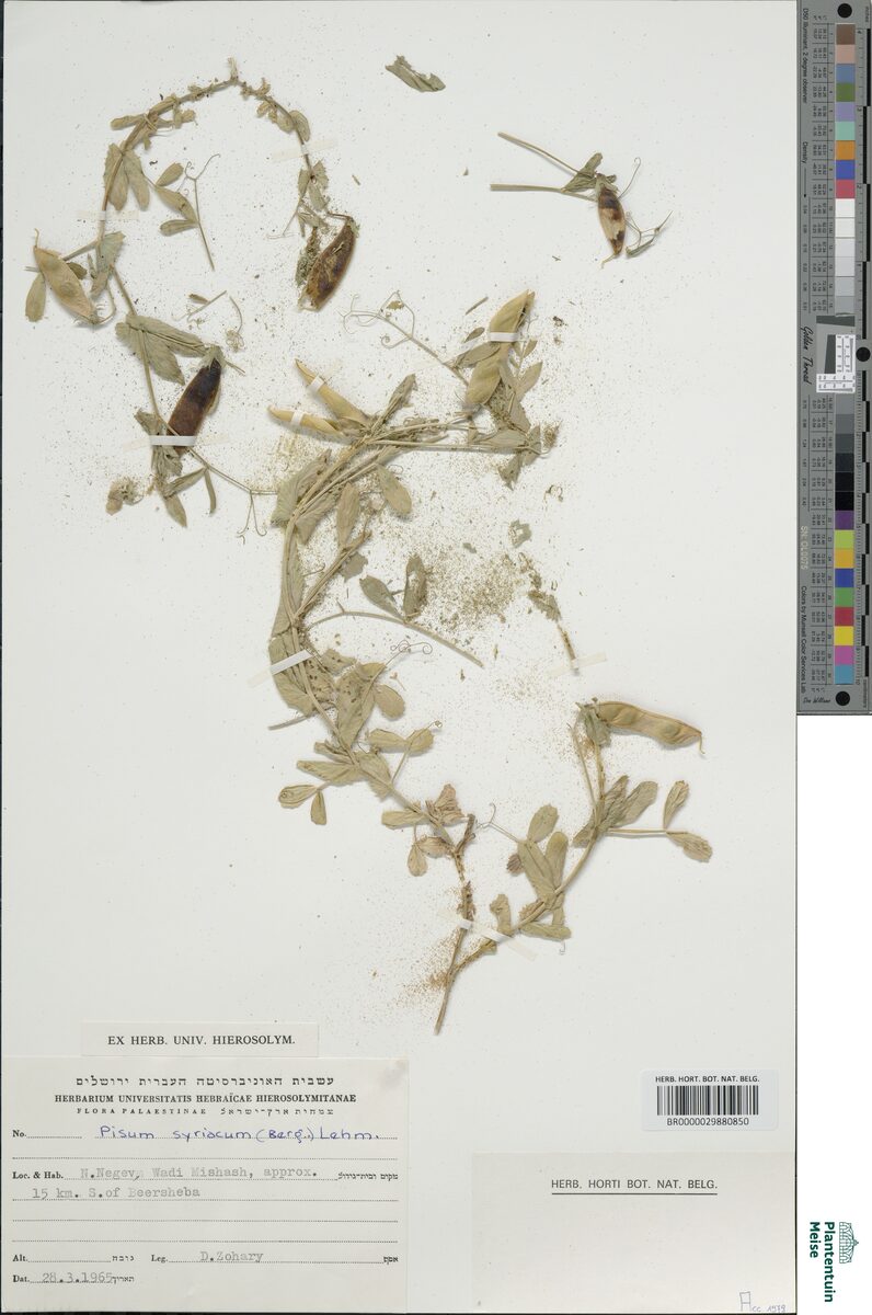 Pisum syriacum (Wild pea) — photo
