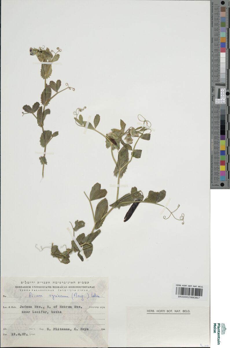 Pisum syriacum