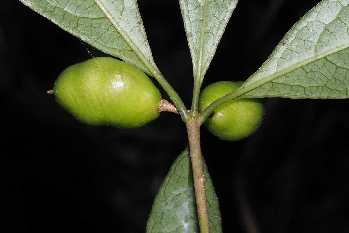 Pittosporum balansae — photo