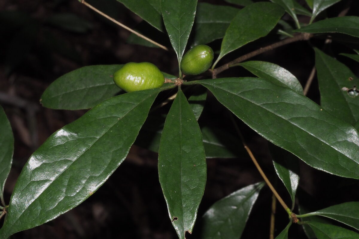 Pittosporum balansae — photo