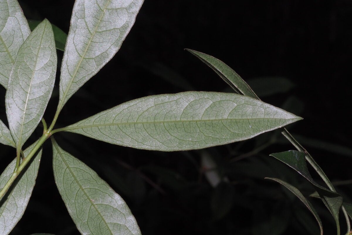 Pittosporum balansae