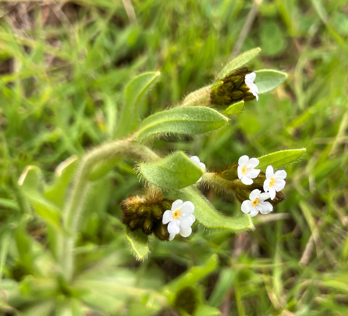 Plagiobothrys fulvus campestris - (Greene.)I.M.Johnston. (Fulvous Popcornflower) — photo