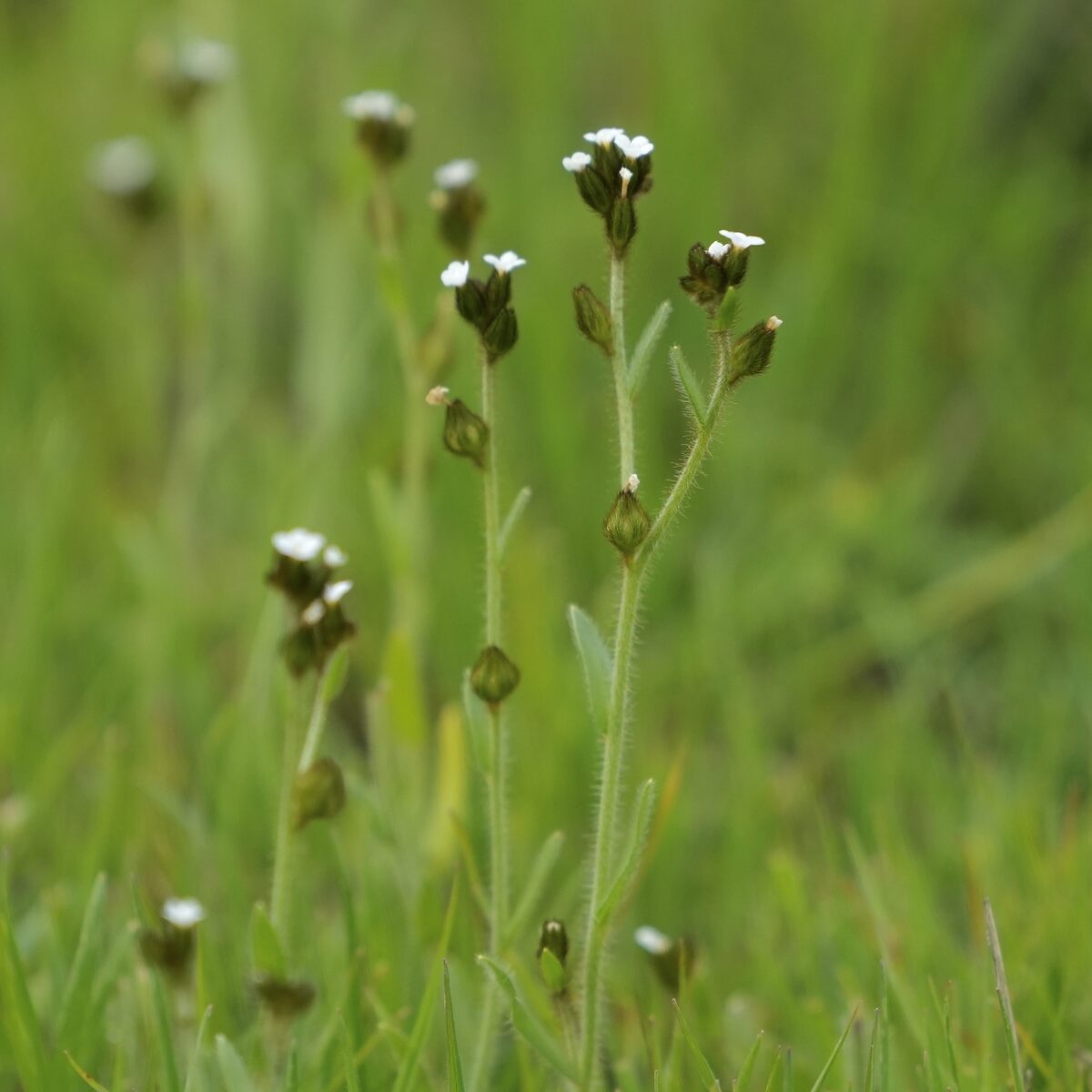 Plagiobothrys fulvus campestris - (Greene.)I.M.Johnston. (Fulvous Popcornflower) — photo