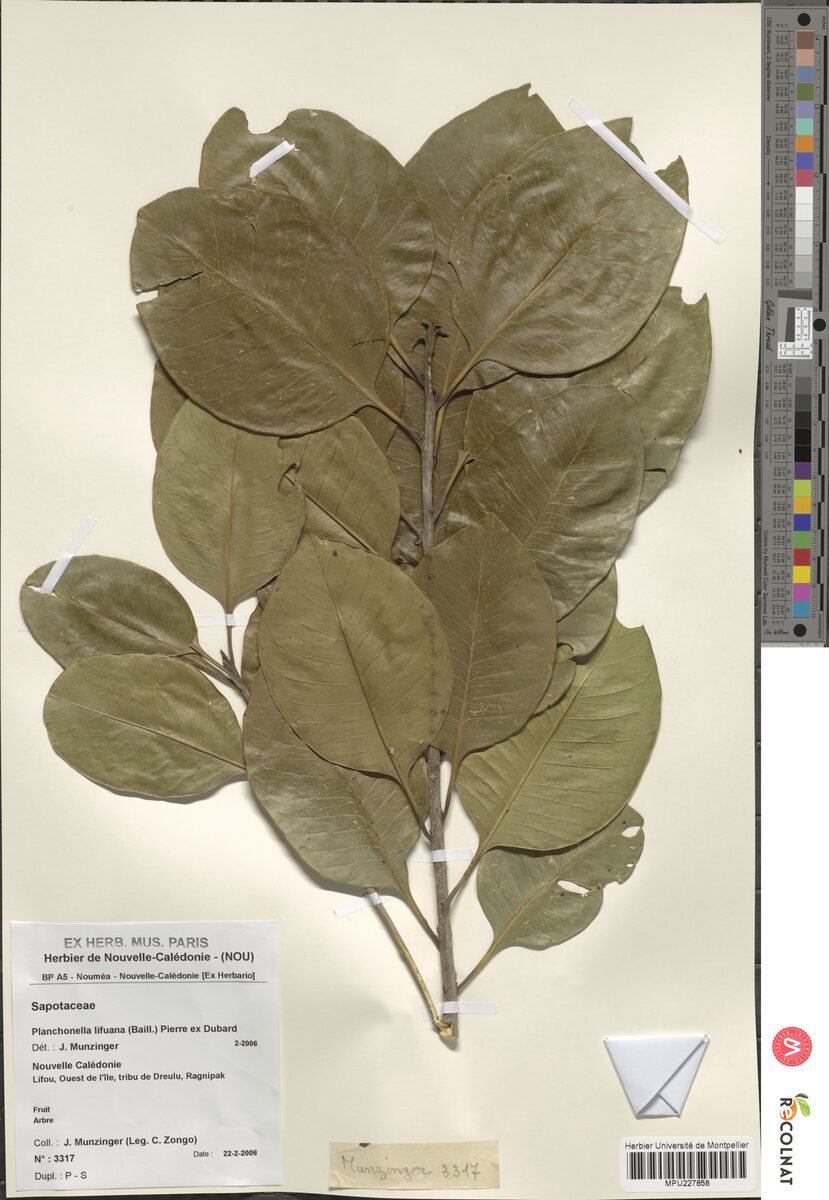 Planchonella lifuana (Kenerewen) — photo