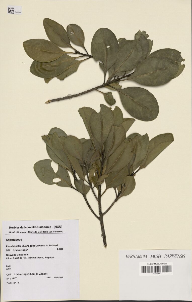 Planchonella lifuana