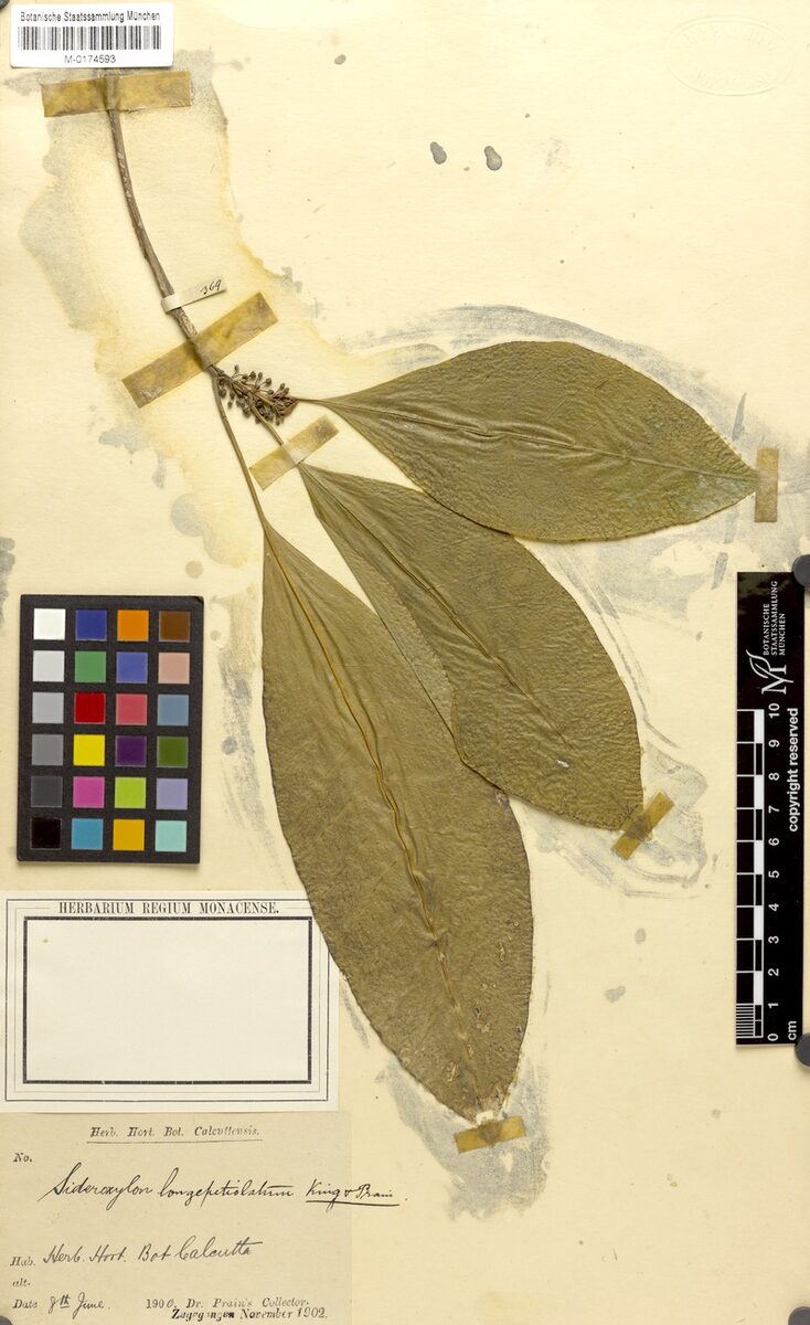 Planchonella longipetiolata — photo