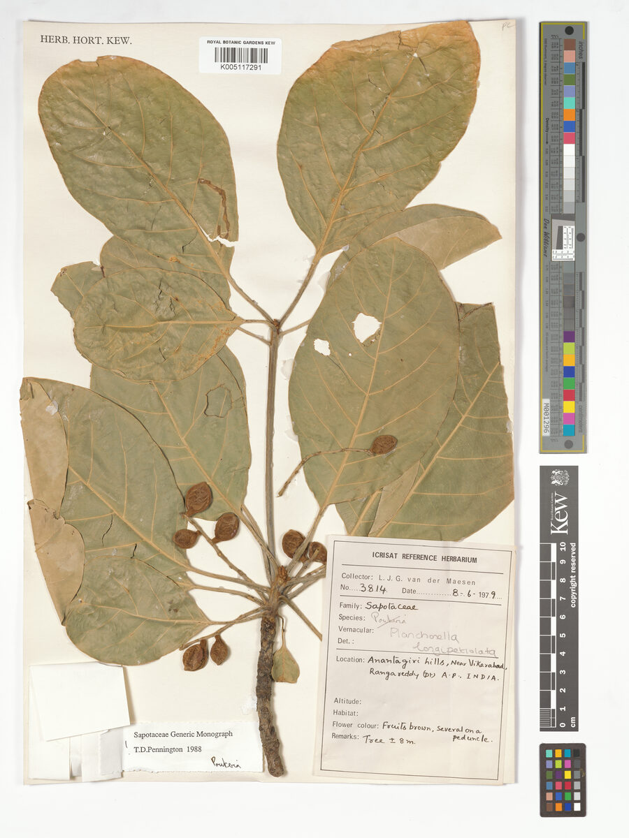 Planchonella longipetiolata