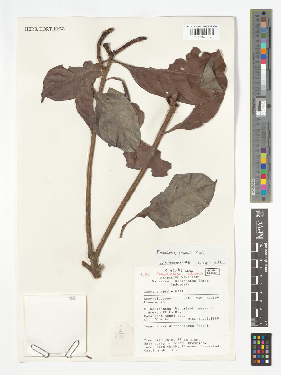 Planchonia grandis (Putat nasi) — photo