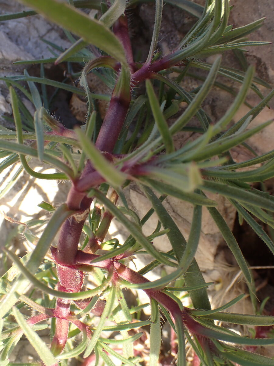 Plantago affra (Psyllium) — photo