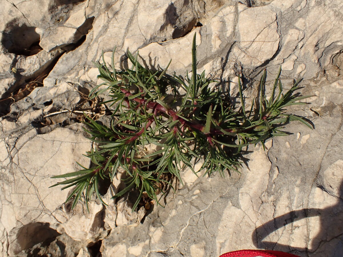 Plantago affra