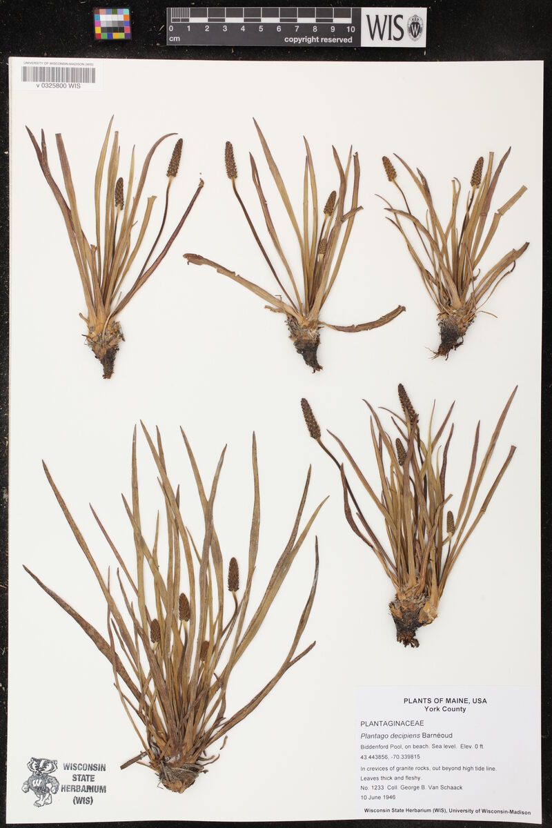 Plantago decipiens (Goose Tongue) — photo