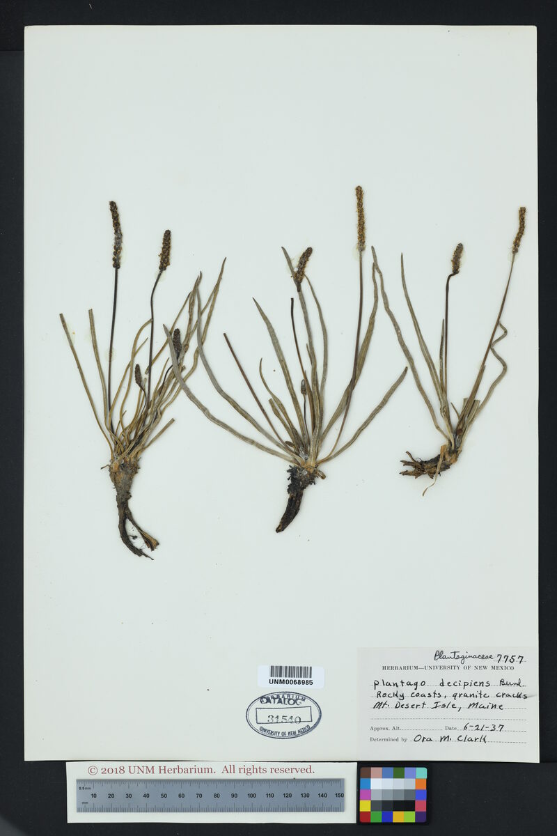 Plantago decipiens (Goose Tongue) — photo