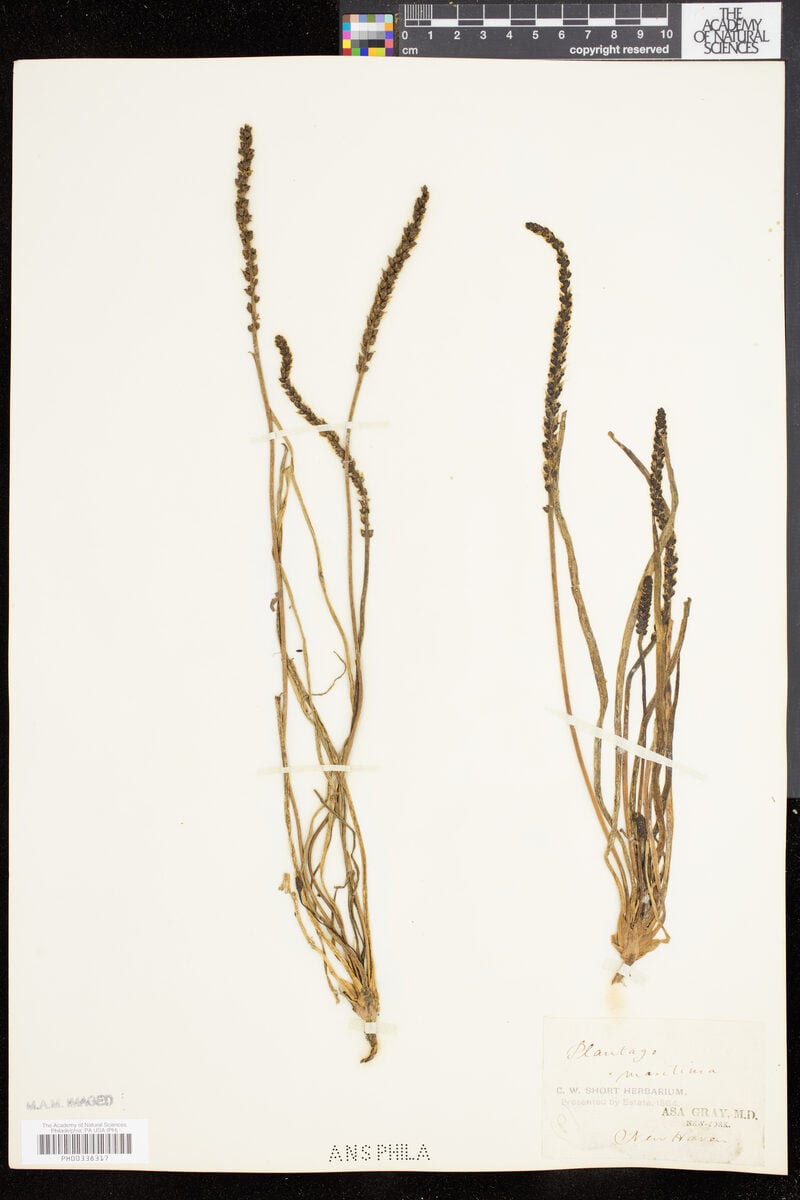 Plantago decipiens