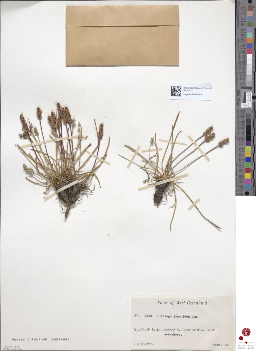 Plantago juncoides — photo