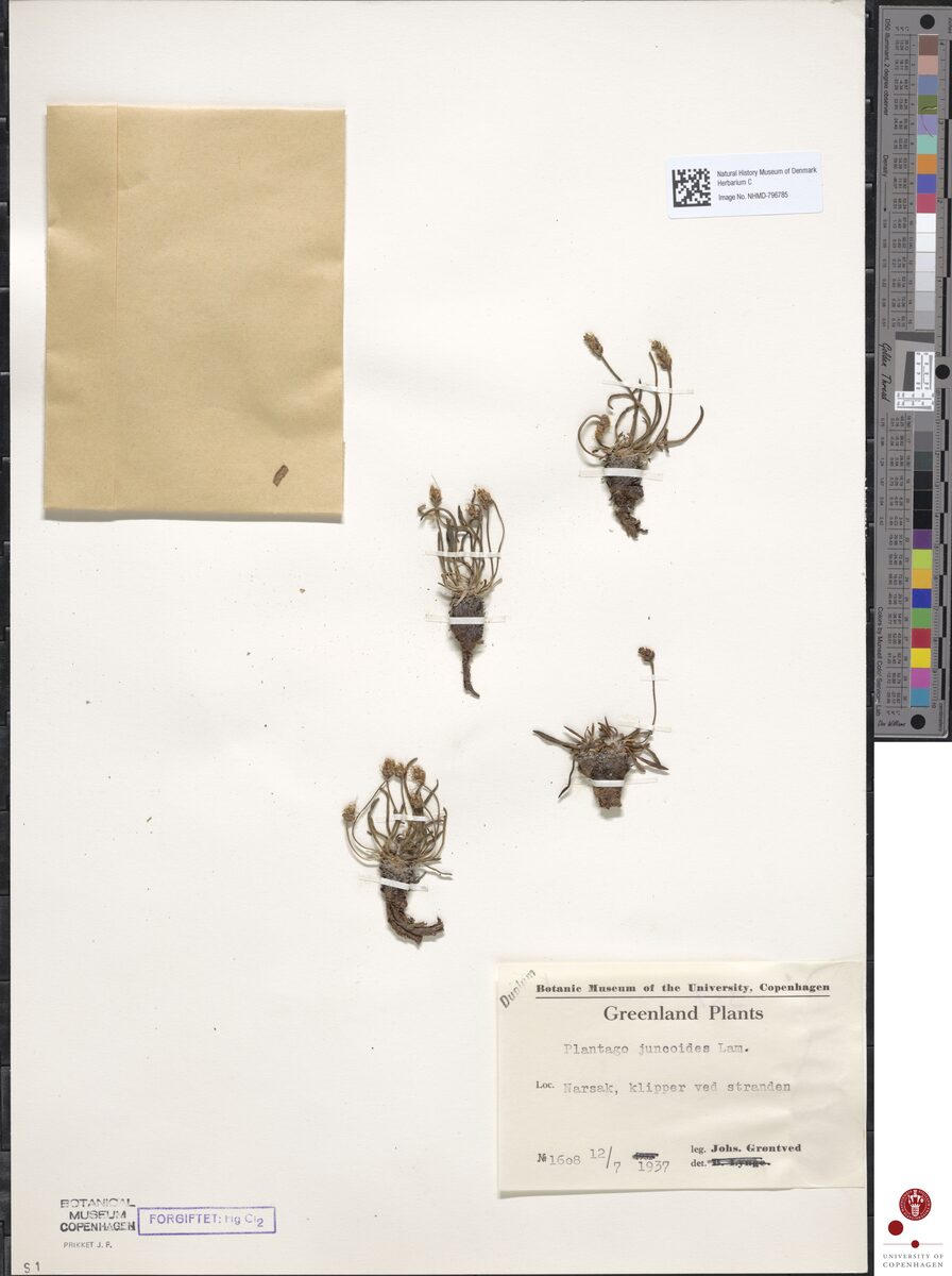 Plantago juncoides — photo