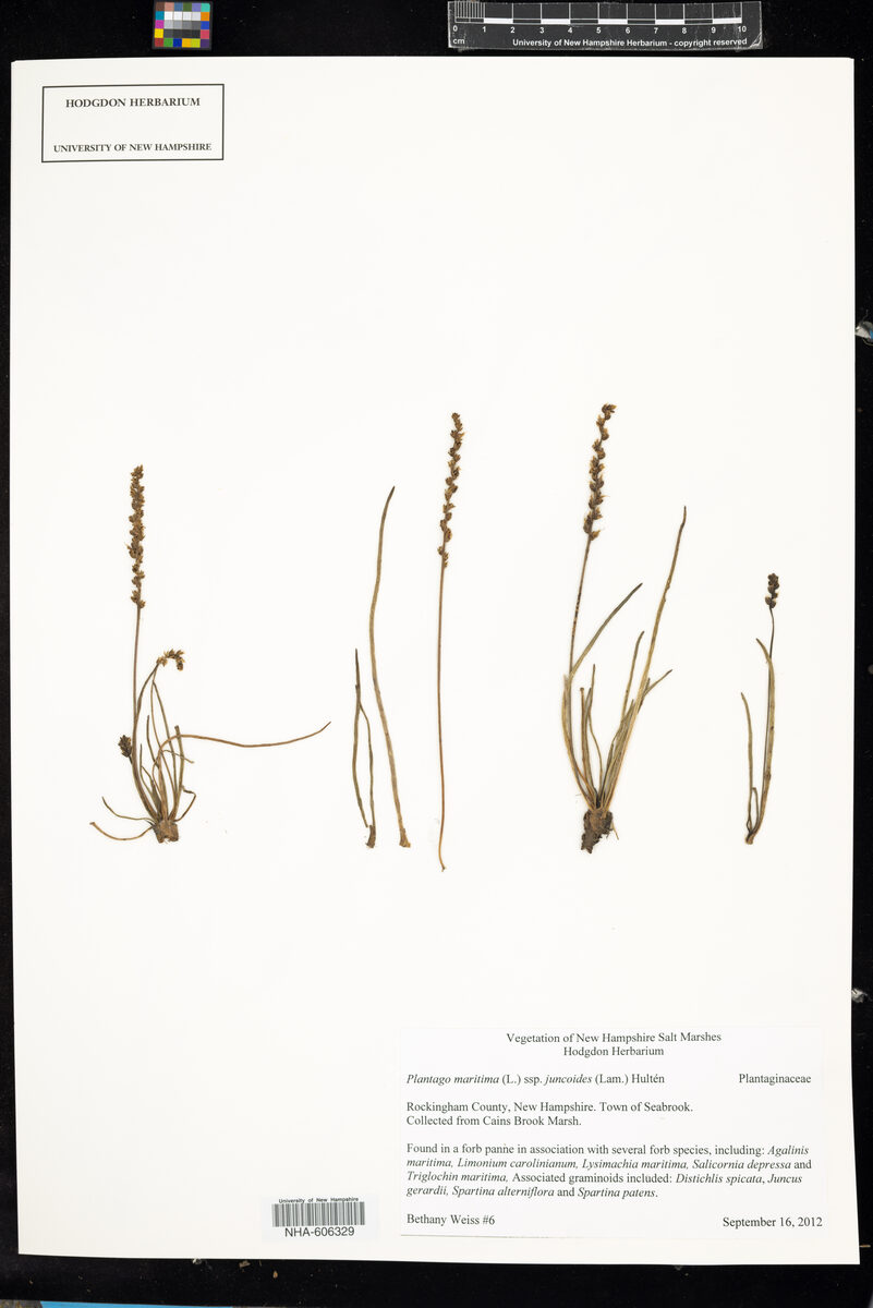Plantago maritima var. juncoides (Seaside plantain) — photo