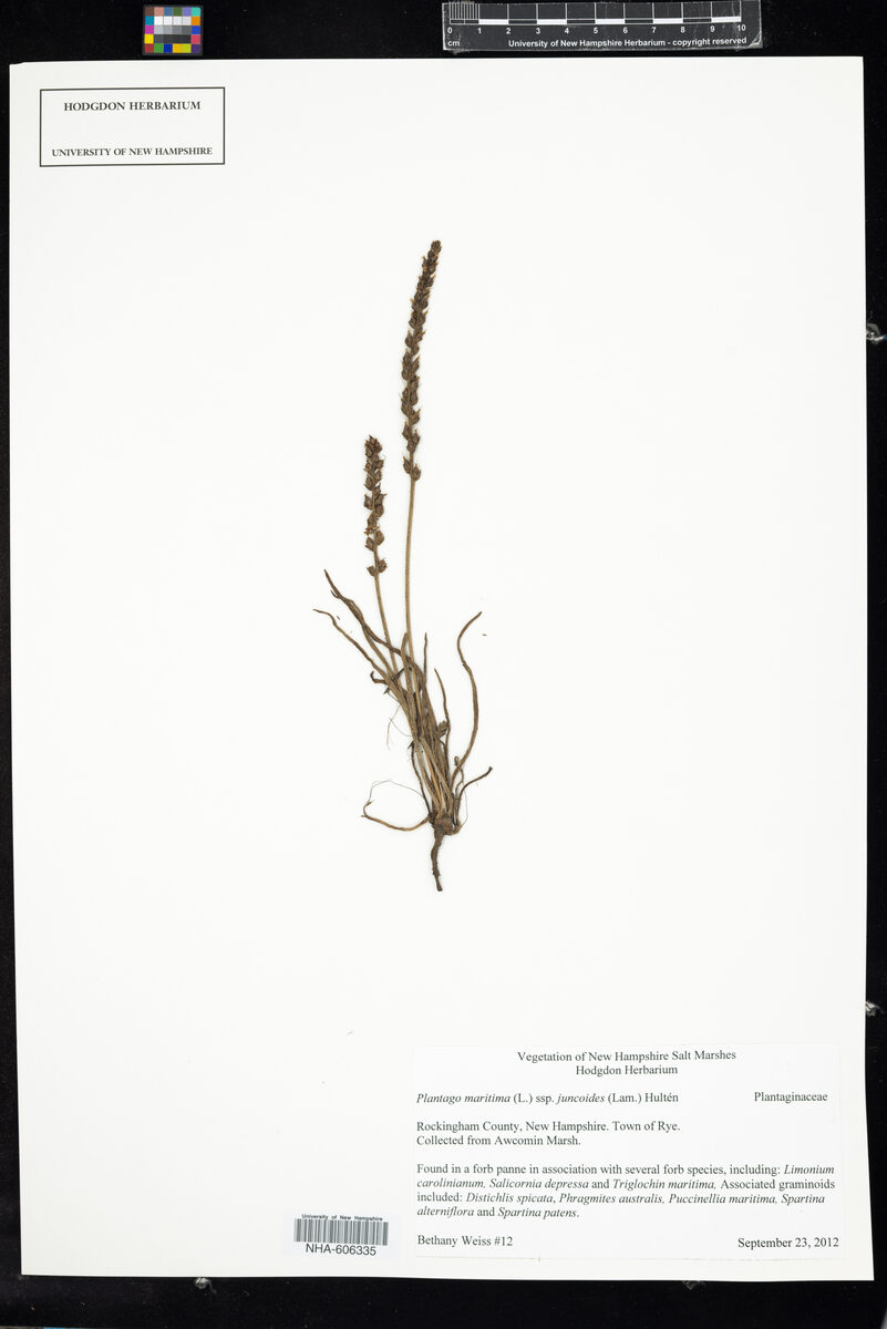 Plantago maritima var. juncoides (Seaside plantain) — photo