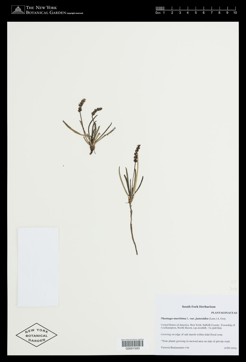 Plantago maritima var. juncoides