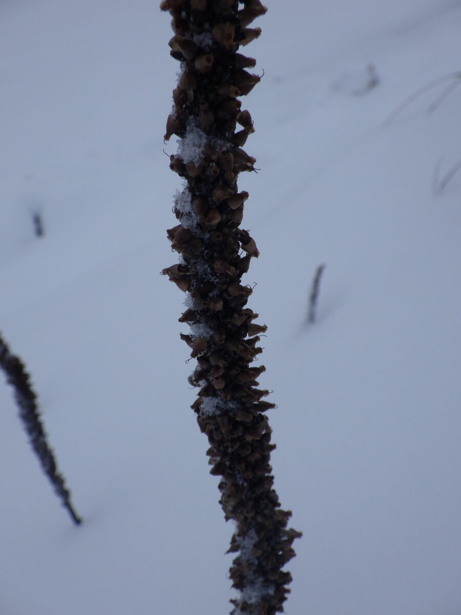Plantago oliganthus