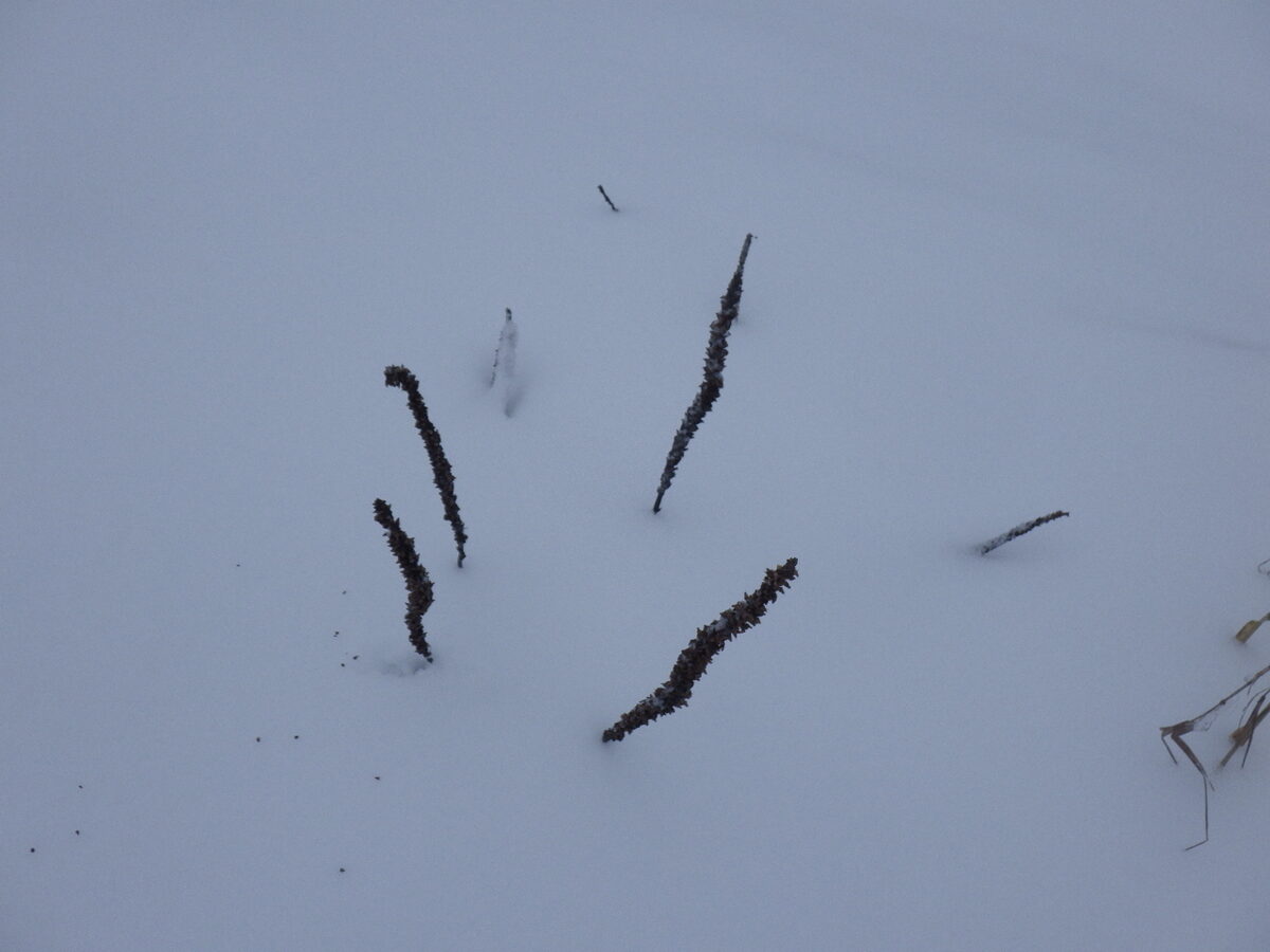 Plantago paludosa — photo