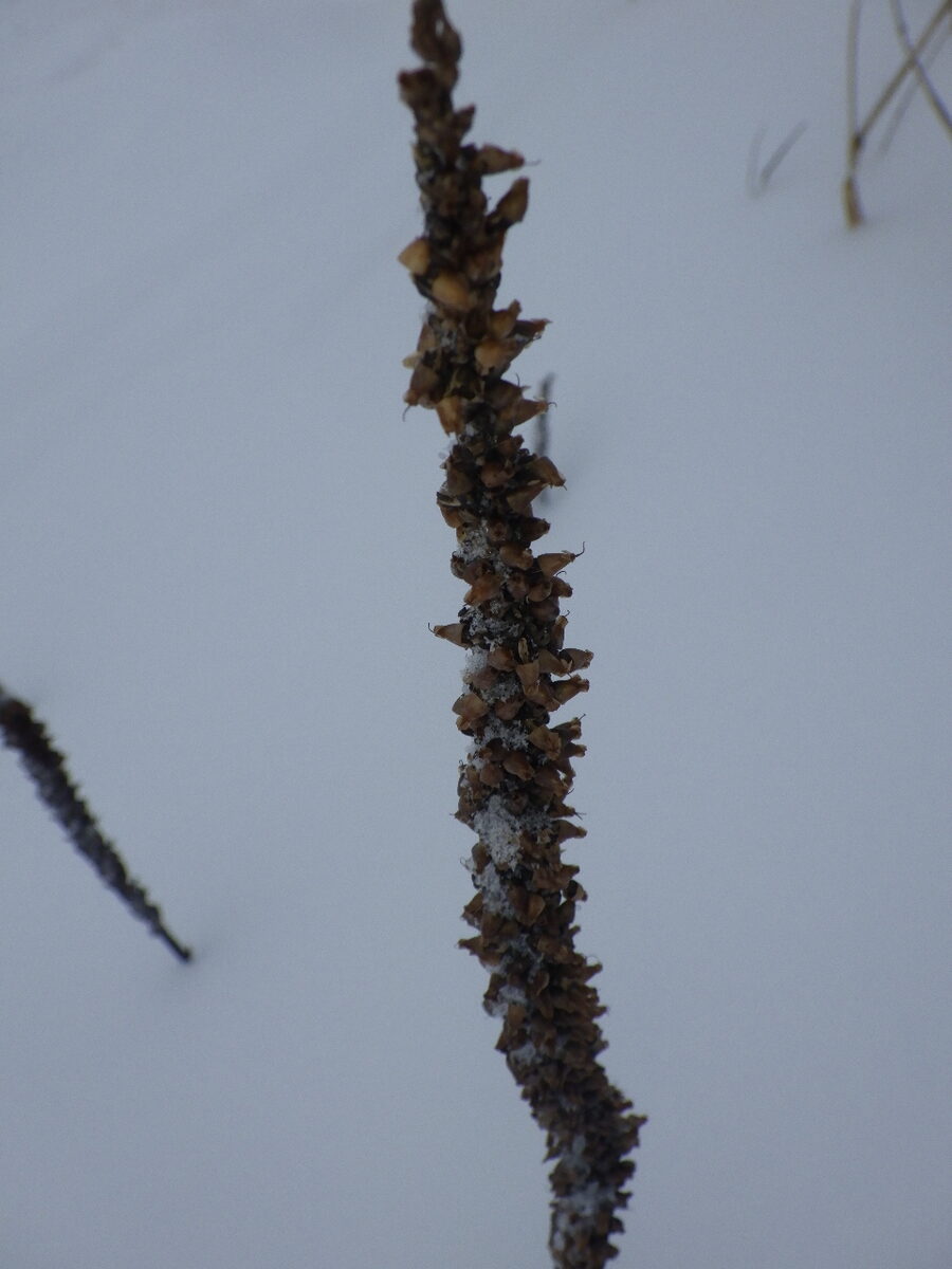 Plantago paludosa — photo