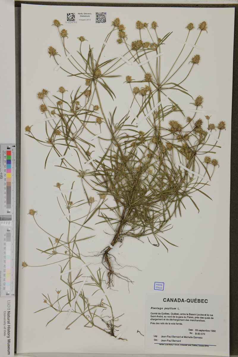 Plantago psyllium (Fleawort) — photo