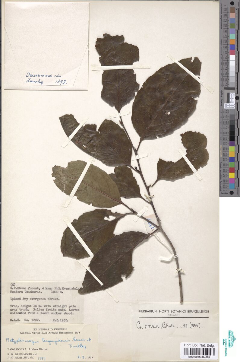 Platypterocarpus tanganyikensis — photo