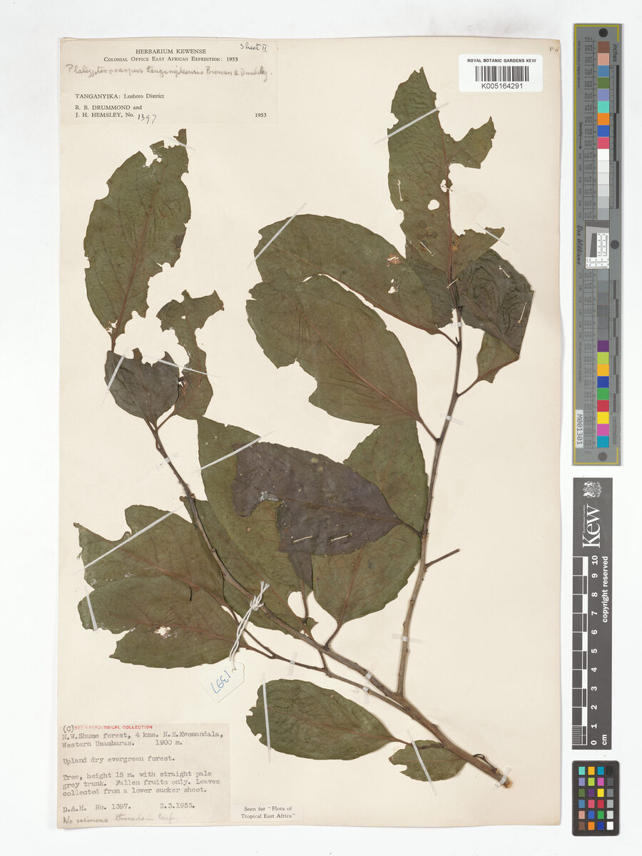 Platypterocarpus tanganyikensis — photo