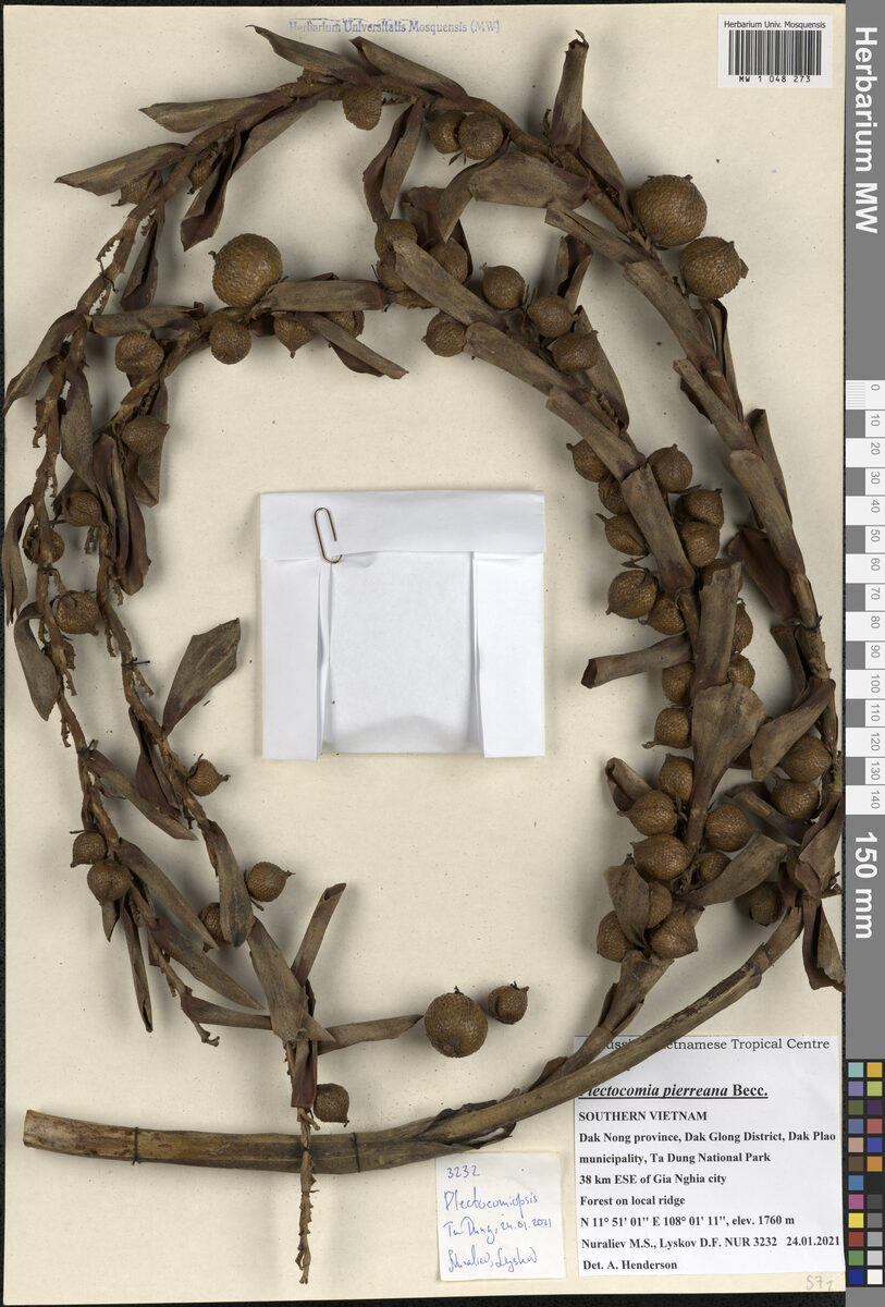 Plectocomia pierreana — photo
