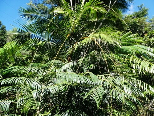 Plectocomiopsis geminiflora