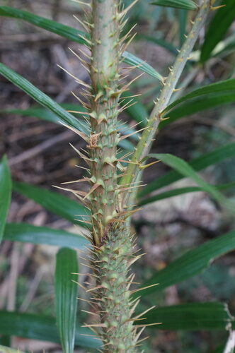 Plectocomiopsis geminiflora (Rattan palm) — photo
