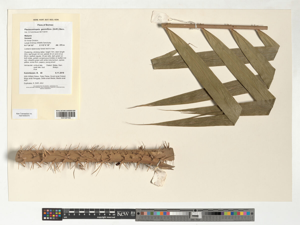 Plectocomiopsis geminiflora (Rattan palm) — photo