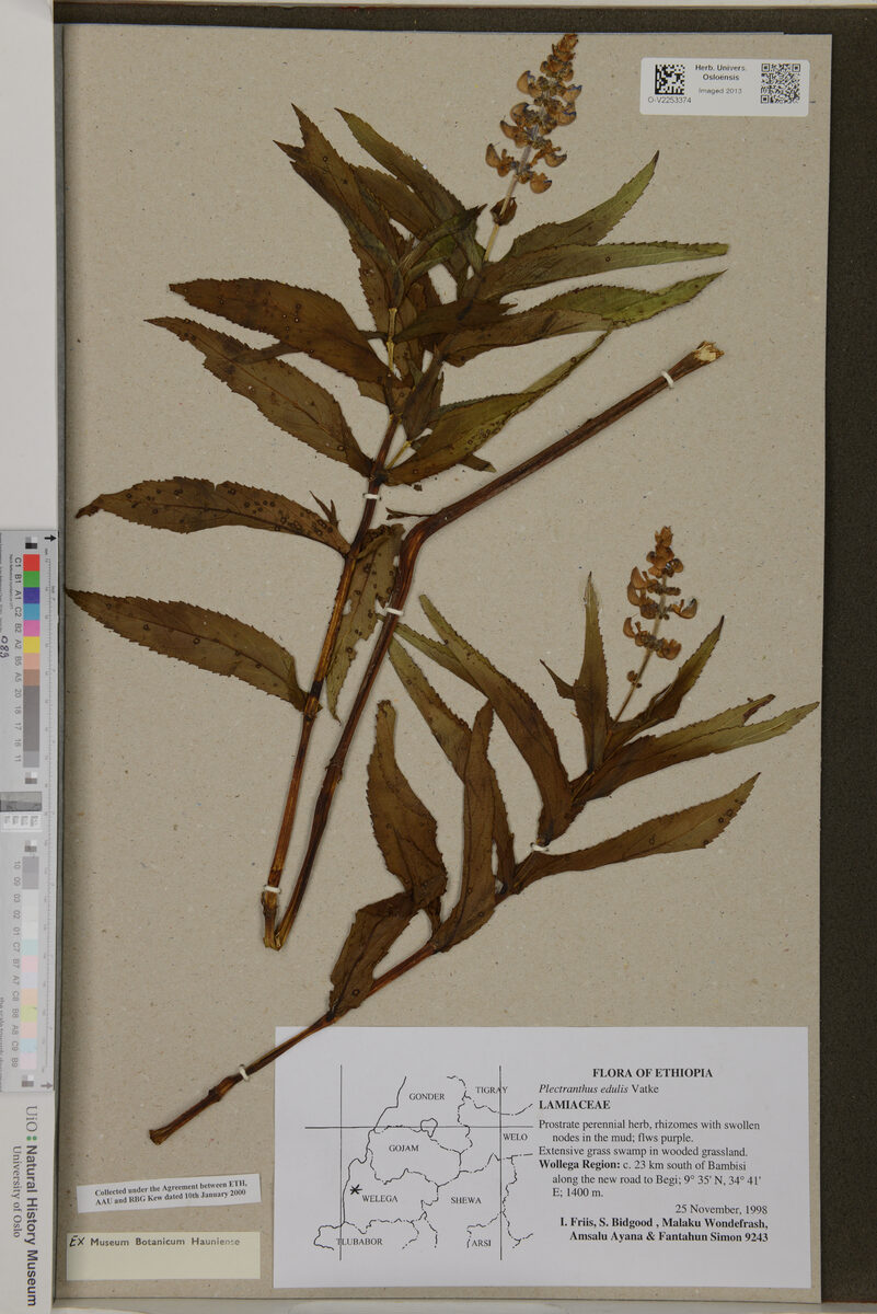 Plectranthus edulis (Ethiopian potato) — photo