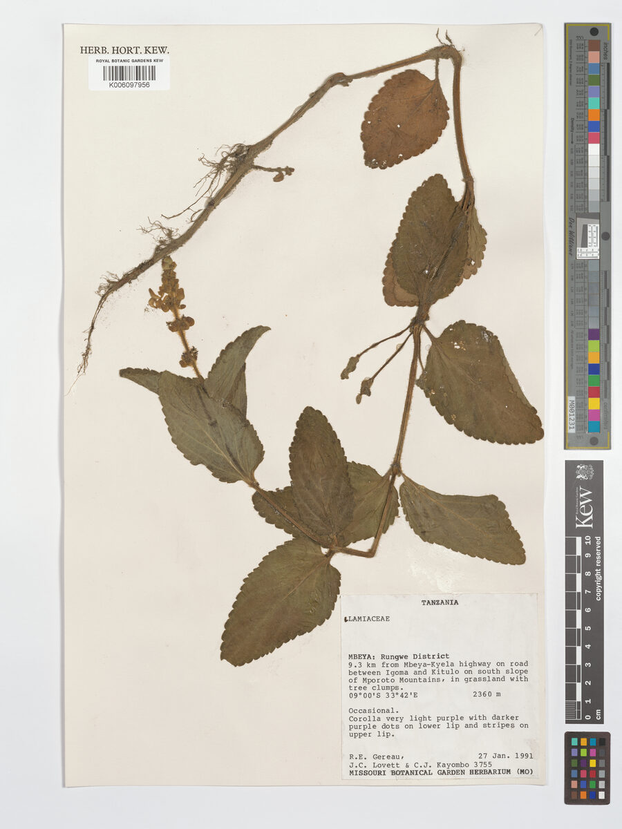 Plectranthus edulis (Ethiopian potato) — photo