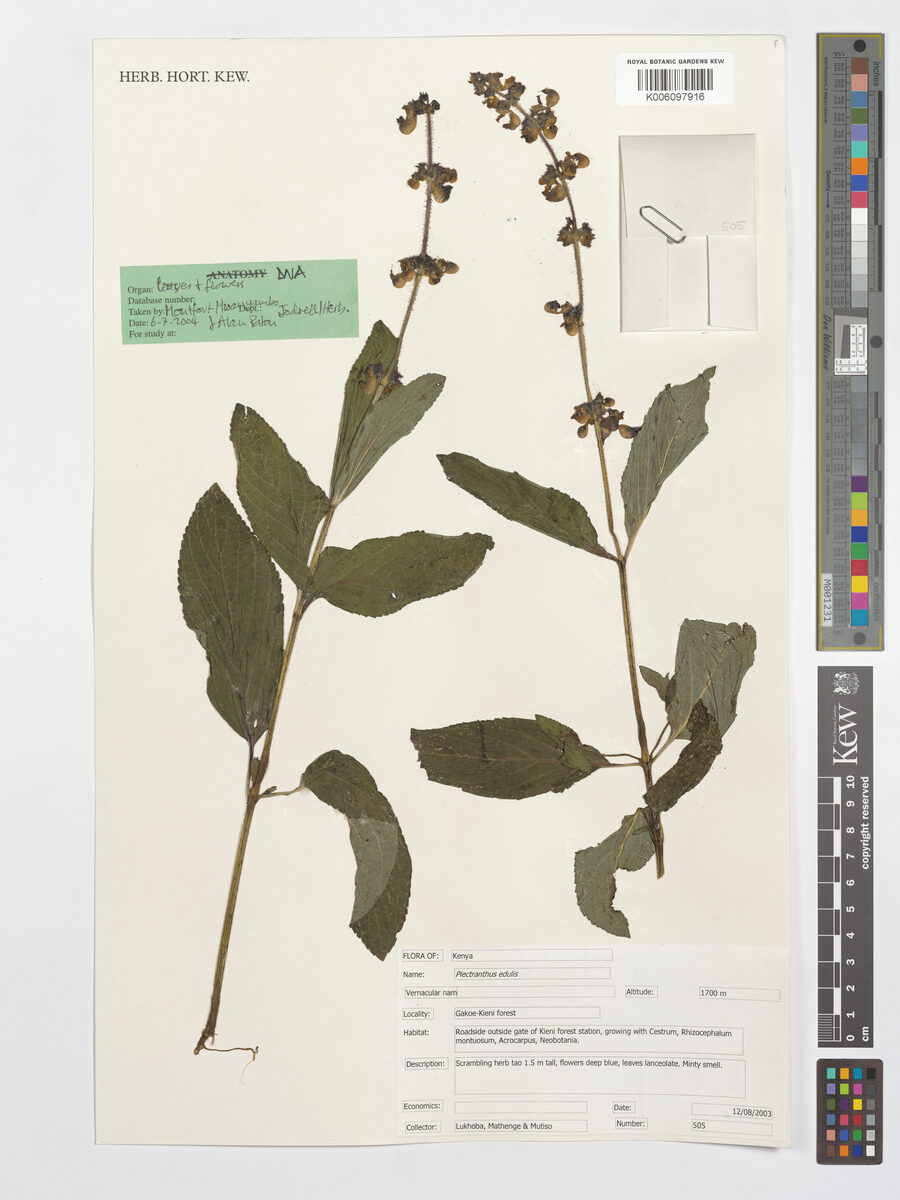 Plectranthus edulis