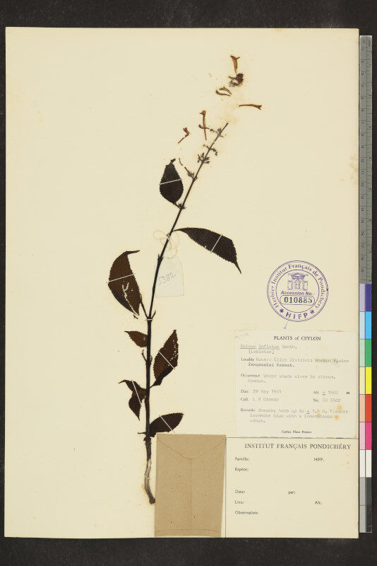 Plectranthus inflexus — photo