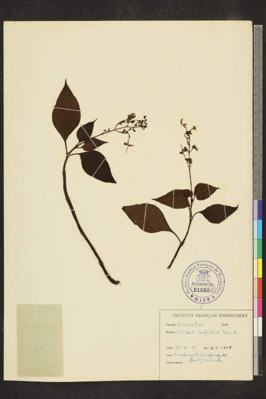 Plectranthus inflexus — photo