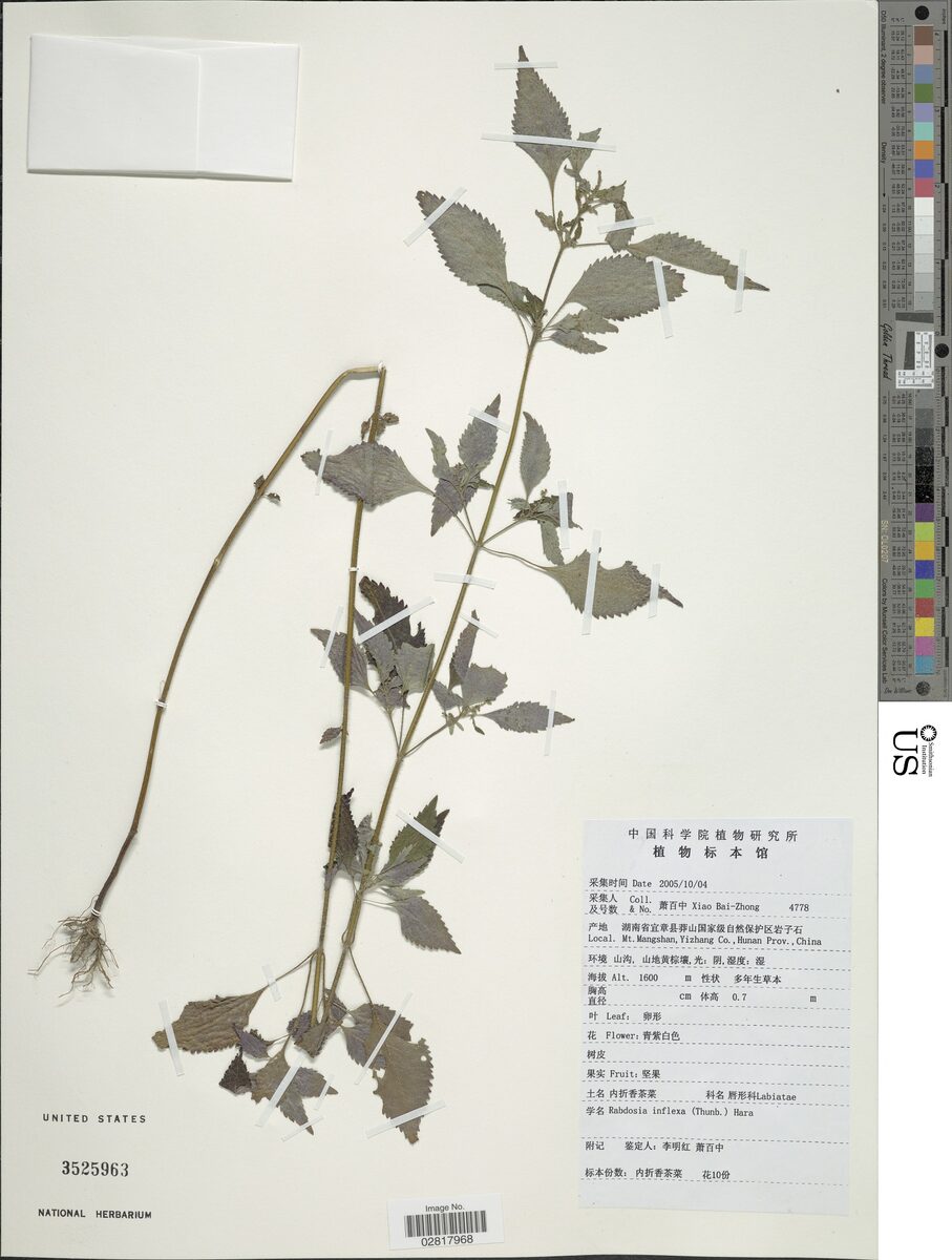 Plectranthus inflexus