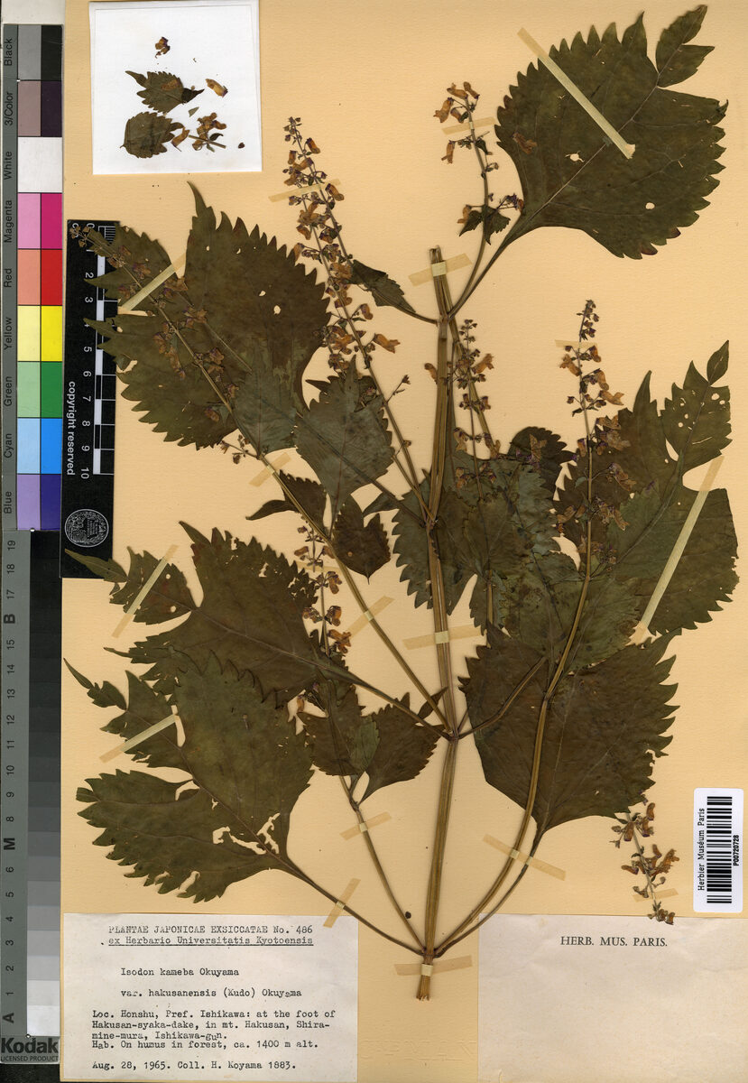 Plectranthus kameba (Kameba-Hiki-Okosi) — photo